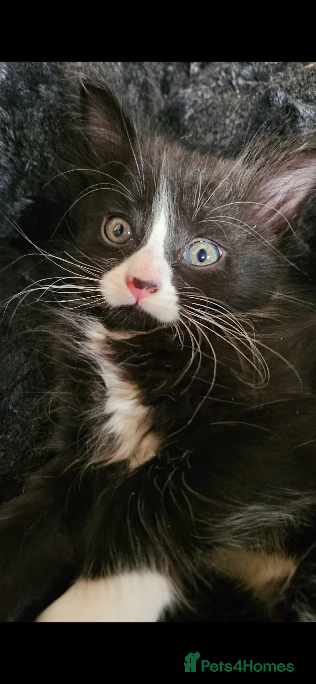 Mixed Breed cats for sale: Beautiful kittens looking for there forever homes  - Advert 9