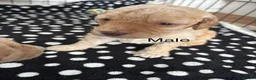 Mixed Breed dogs for sale: Adorable puppies looking for five star homes! in Machynlleth - Advert 14