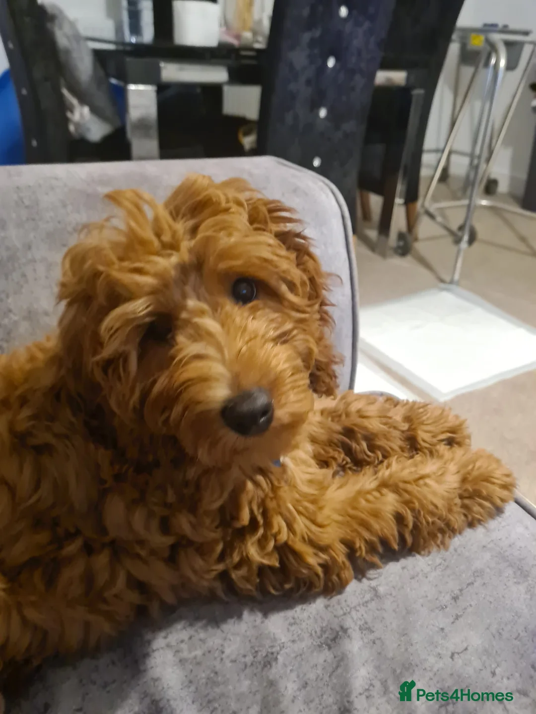 Cockapoo dogs for sale: Cockapoo For rehome in Great Yarmouth - Advert 1