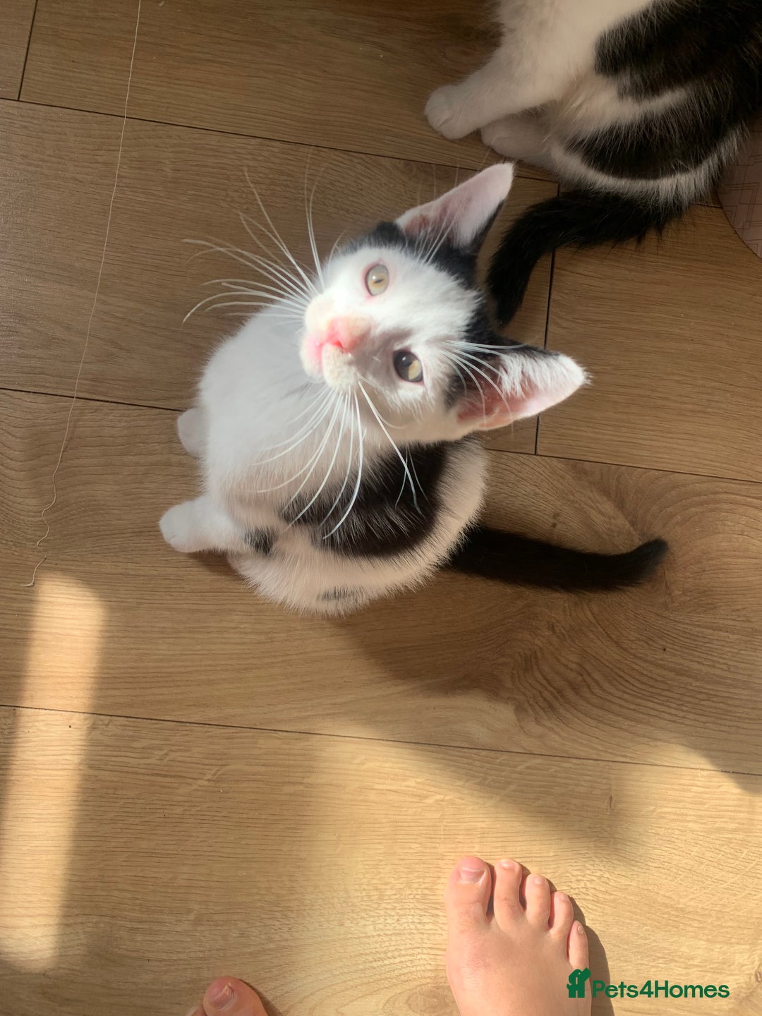 Mixed Breed cats for sale: 2 LOVELY TWIN BOYS LOOKING FOR A NEW HOME🩵 - Image 5
