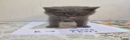 British Shorthair cats for sale: Premium Pedigree British Shorthair Kittens - Advert 4