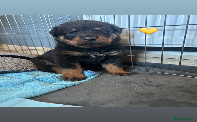 Rottweiler dogs - Advert 1