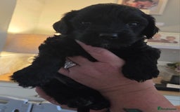 Cockapoo dogs for sale: F2 cockapoo puppies - Image 3