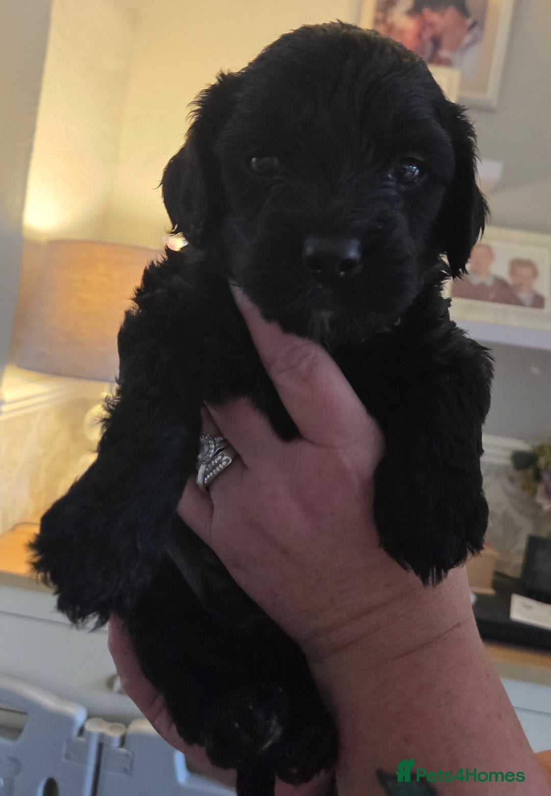 Cockapoo dogs for sale: F2 cockapoo puppies - Image 3