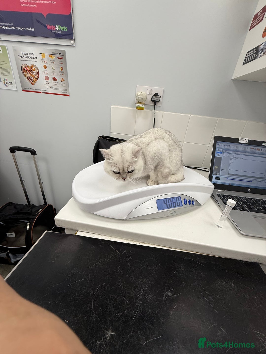 British Shorthair cats for stud: Lovely 🤍 Niko for stud - Advert 4