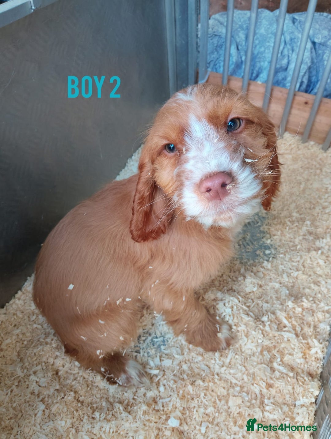 Cockapoo dogs for sale: Cockapoo puppys - Advert 7