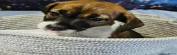 Jack Russell dogs for sale: 4 gorgeous babies - Advert 3