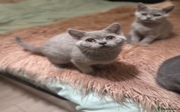 British Shorthair cats for sale: Beautiful Lilac boys - Image 2