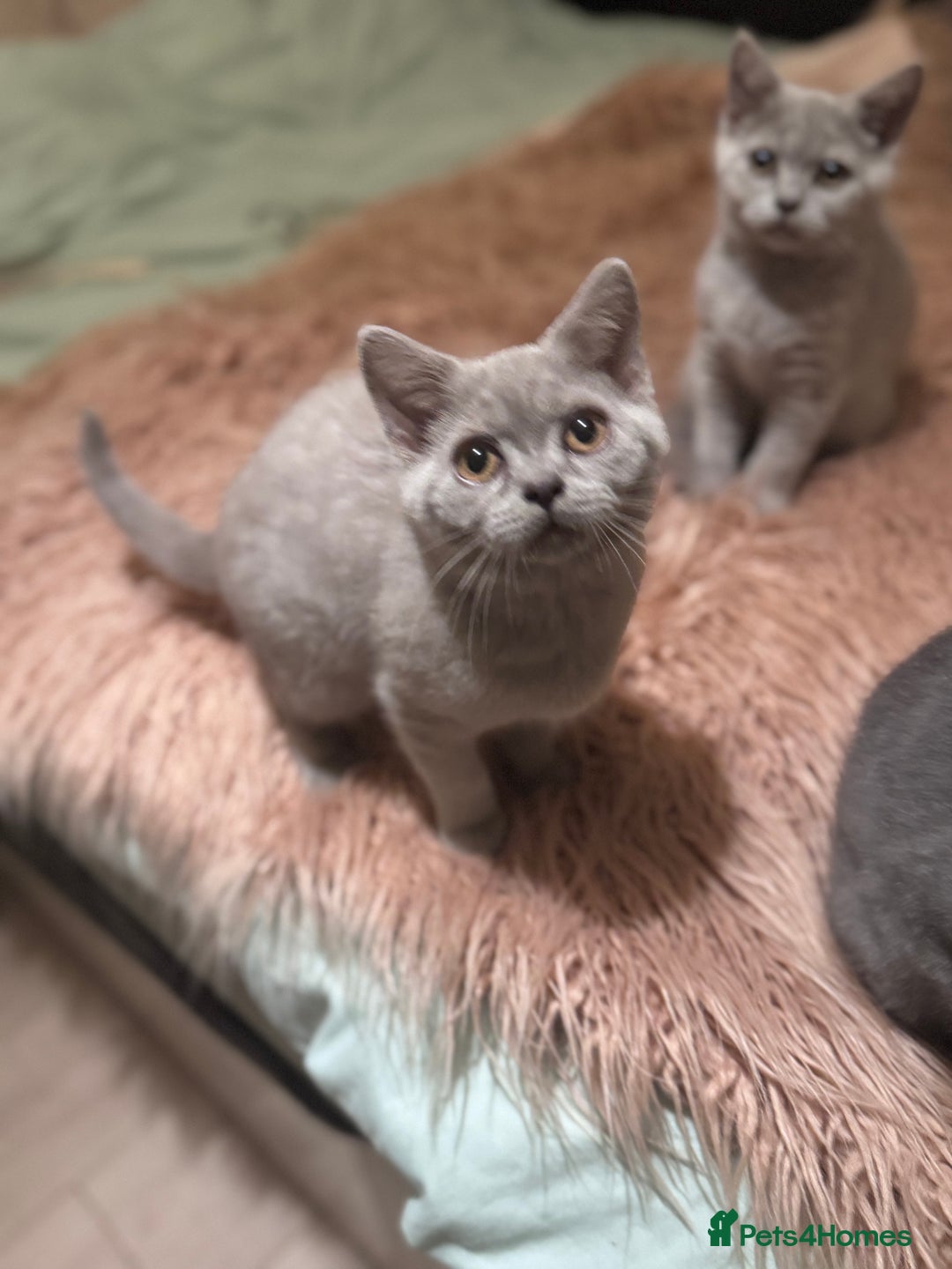 British Shorthair cats for sale: Beautiful Lilac boys - Image 2