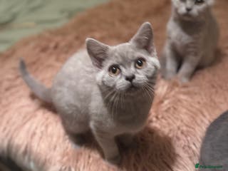 British Shorthair cats Beautiful Lilac boys - Advert 17
