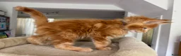 Maine Coon cats for sale: TICA Reg Maine Coon Kittens Ginger Red Cream - Advert 12