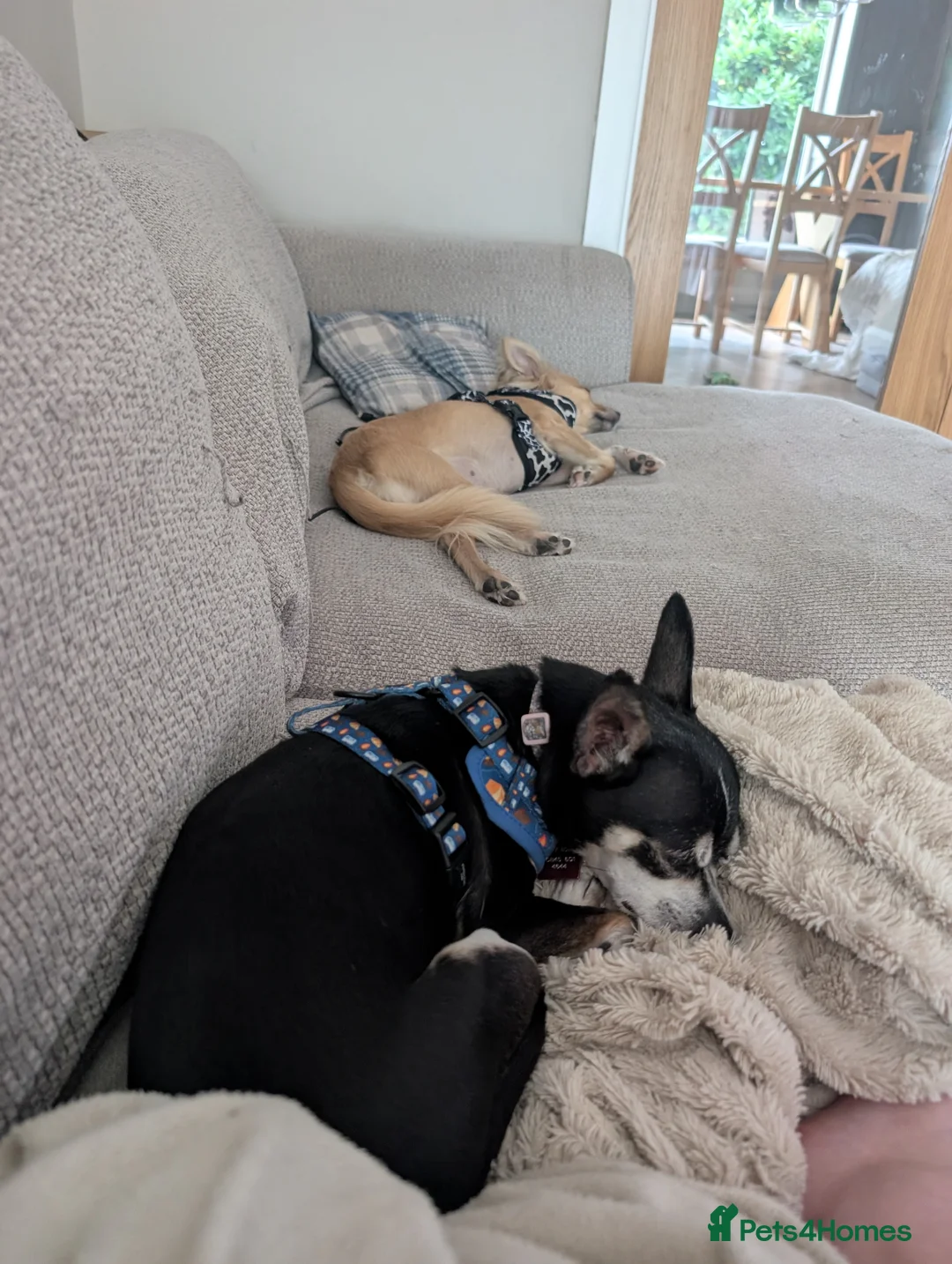 Chihuahua dogs for adoption: Sookie and Piper - Bonded Pair - Advert 2