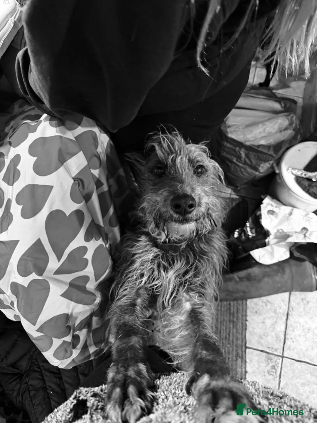 Mixed Breed dogs for sale: Lurcher Pups Last 2 £300 - Advert 2