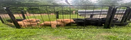 Springador dogs for sale: Springadore puppies for sale  in Thetford - Advert 24