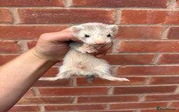 Ferret rodents for sale: Working ferrets and kits for sale  - Image 5