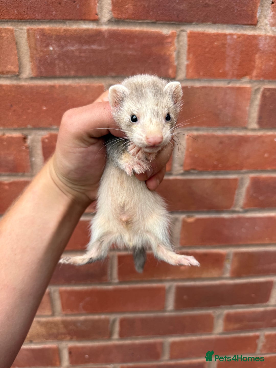 Ferret rodents for sale: Working ferrets and kits for sale  - Image 5