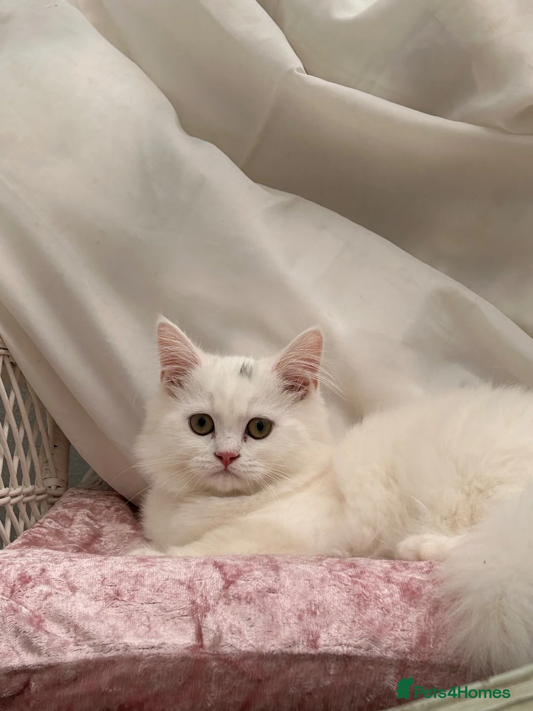 Persian cats for sale: 1 beautiful Persian kit left  - Advert 2