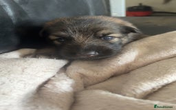 German Shepherd dogs for sale: German shepherd pups - Image 5
