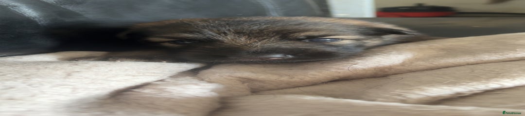 German Shepherd Puppy 2