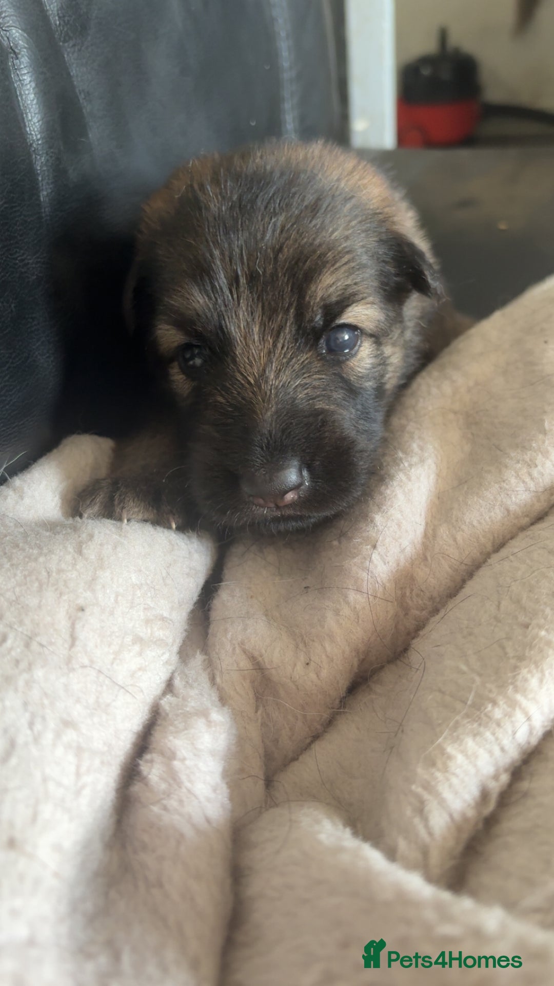German Shepherd dogs for sale: German shepherd pups - Image 5