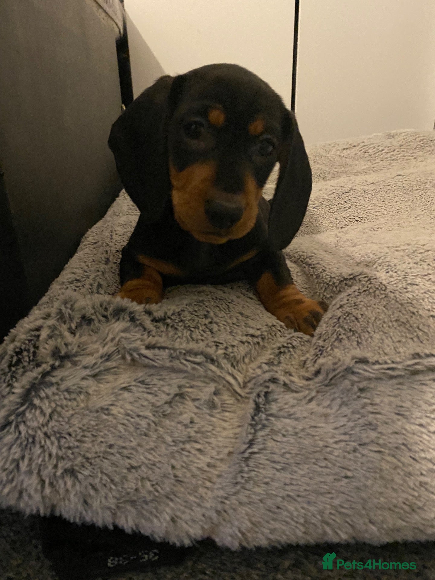 Dachshund dogs 9 Miniature Dachshunds – Ready 19th October! - Advert 7