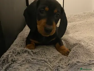 Dachshund dogs 9 Miniature Dachshunds – Ready 19th October! - Advert 7