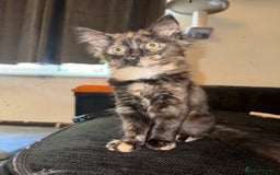 British Longhair cats for sale: Kitten for sale - Image 1