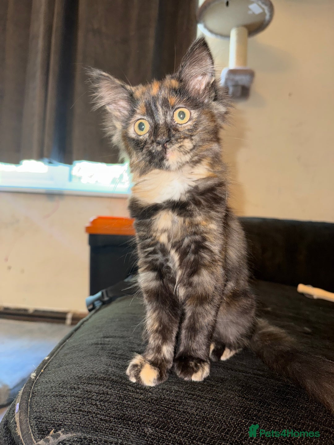 British Longhair cats for sale: Kitten for sale - Image 1