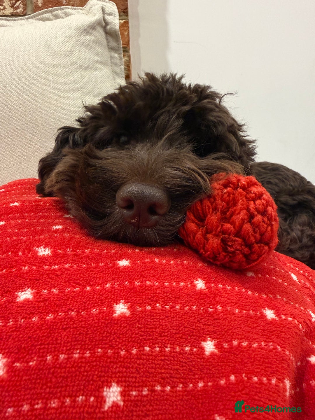 Cockapoo dogs for sale: Cockapoo sadly for sale  - Advert 3