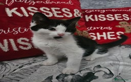 Mixed Breed cats for sale: Distinguish gentleman looking for forever home  - Advert 2