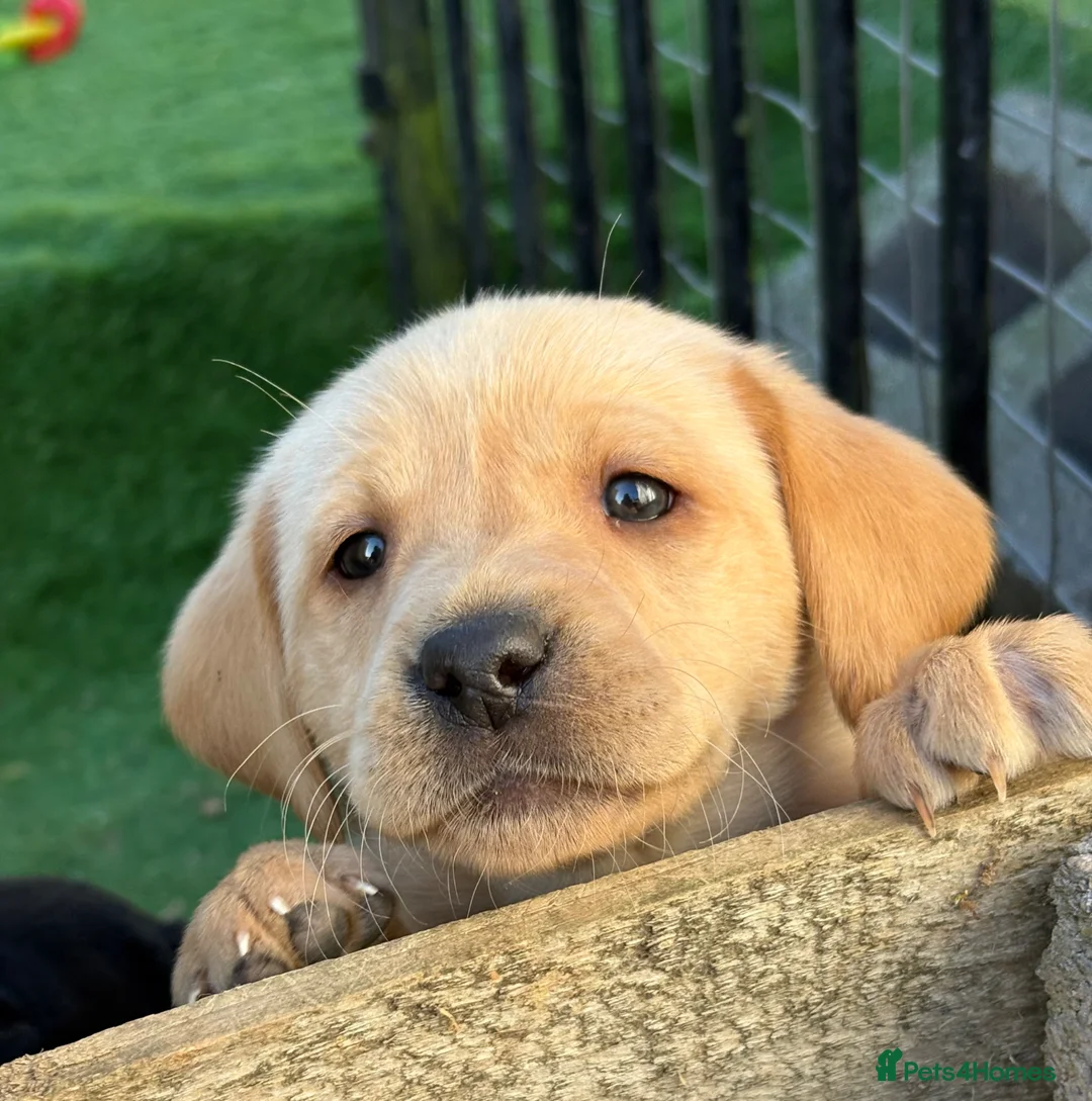 Labrador Retriever dogs for sale: Gorgeous Chunky Pedigree Labs - Advert 23