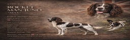 English Springer Spaniel dogs for stud: KC Reg Health Tested Springer Spaniel Stud Dog - Advert 2