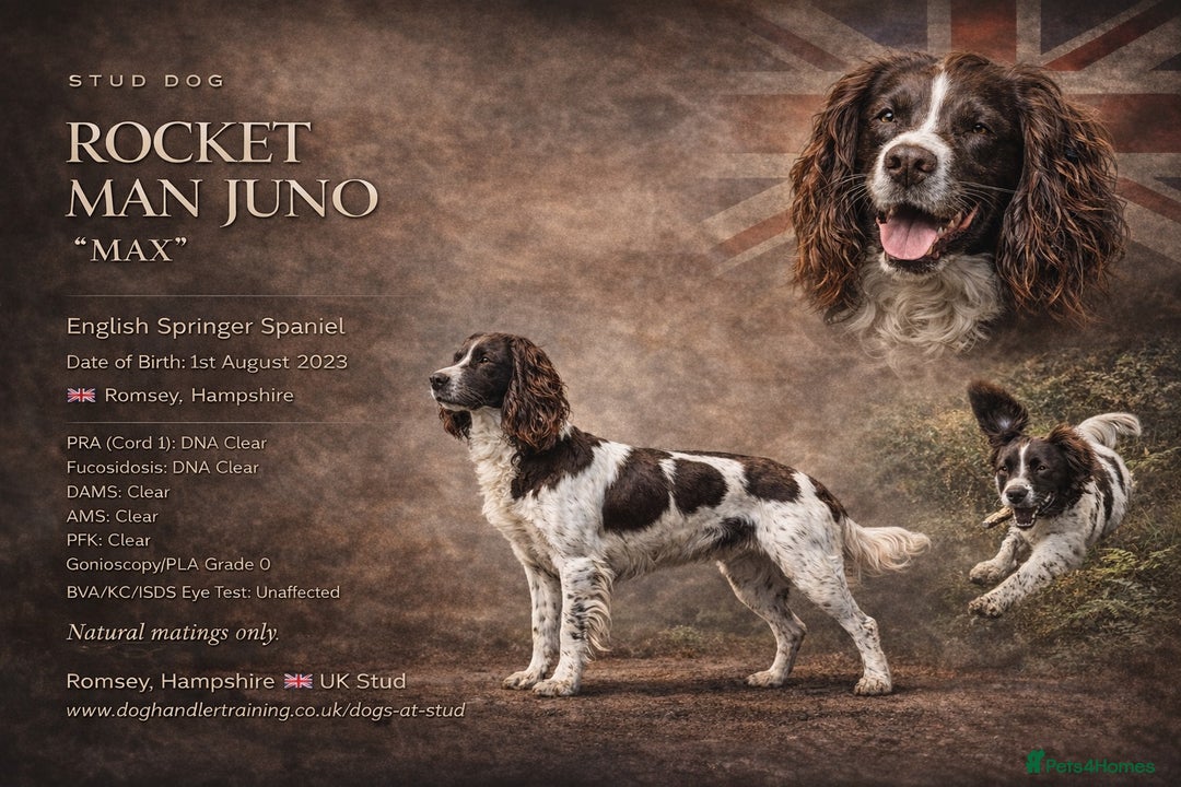 English Springer Spaniel dogs for stud: KC Reg Health Tested Springer Spaniel Stud Dog - Advert 2