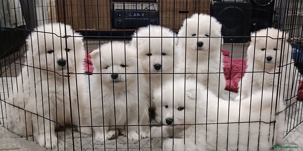 Samoyed dogs cbcxvcvz Healthy top Samoyed pups to go - Advert 2