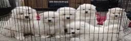 Samoyed dogs for sale: cbcxvcvz Healthy top Samoyed pups to go in Halesowen - Advert 1