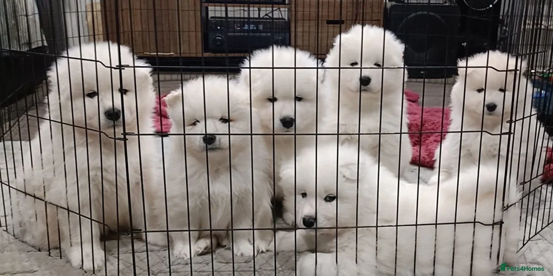 Samoyed dogs for sale: cbcxvcvz Healthy top Samoyed pups to go in Halesowen - Advert 1