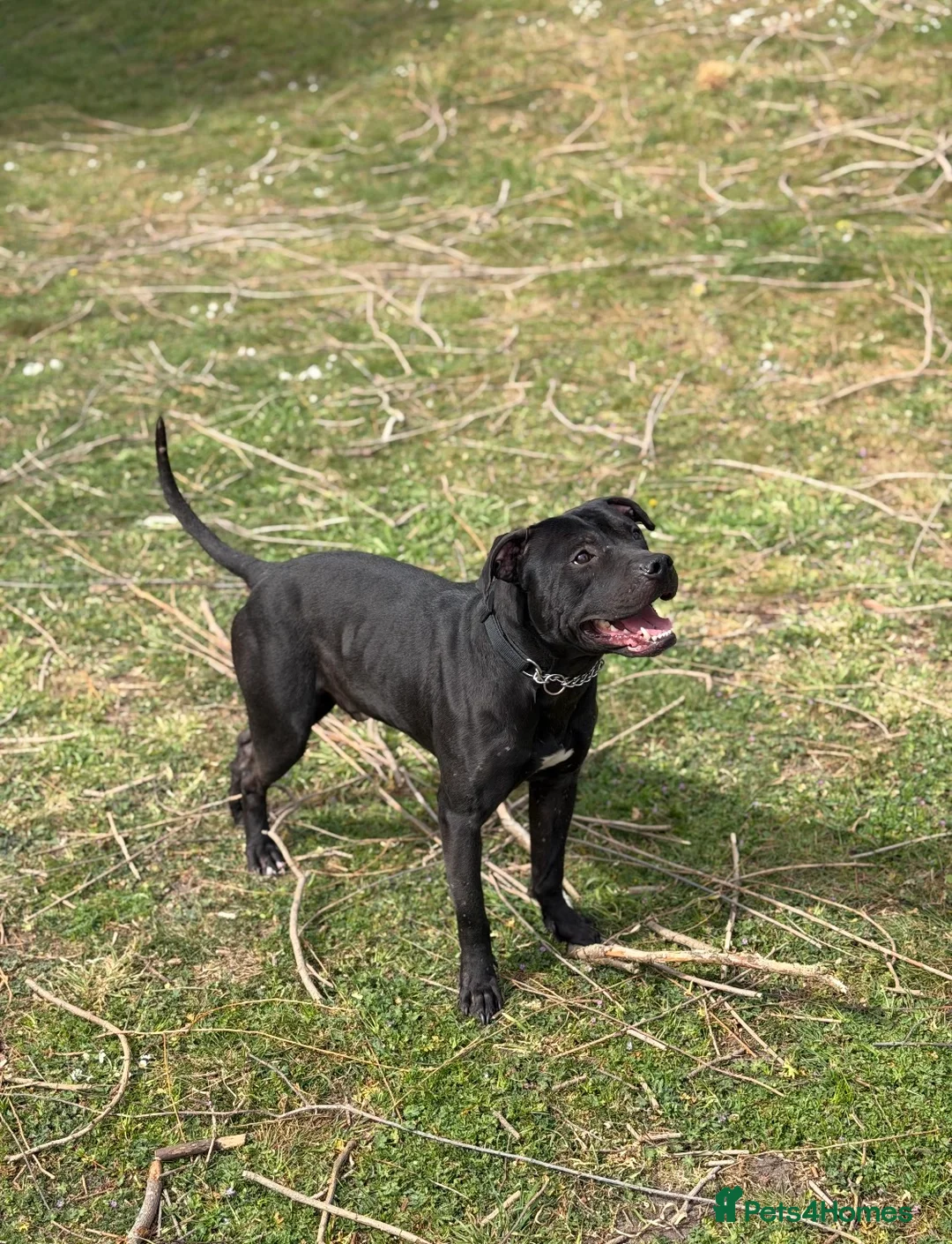 American Bulldog dogs for sale: 🐶 American Bulldog Puppies For Sale 🐶 in London - Advert 2