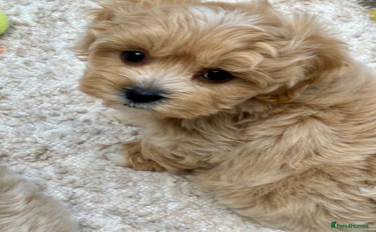 Maltipoo dogs - Advert 3