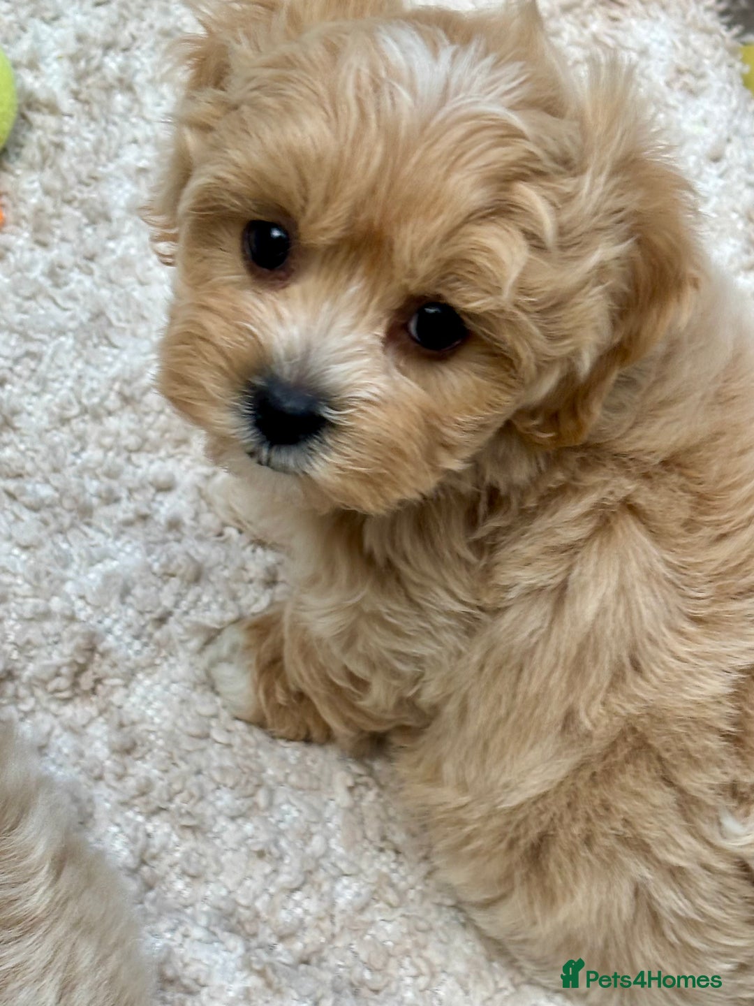 Maltipoo dogs for sale: ADORABLE F1 MALTIPOO PUPPIES DNA TESTED  - Image 1