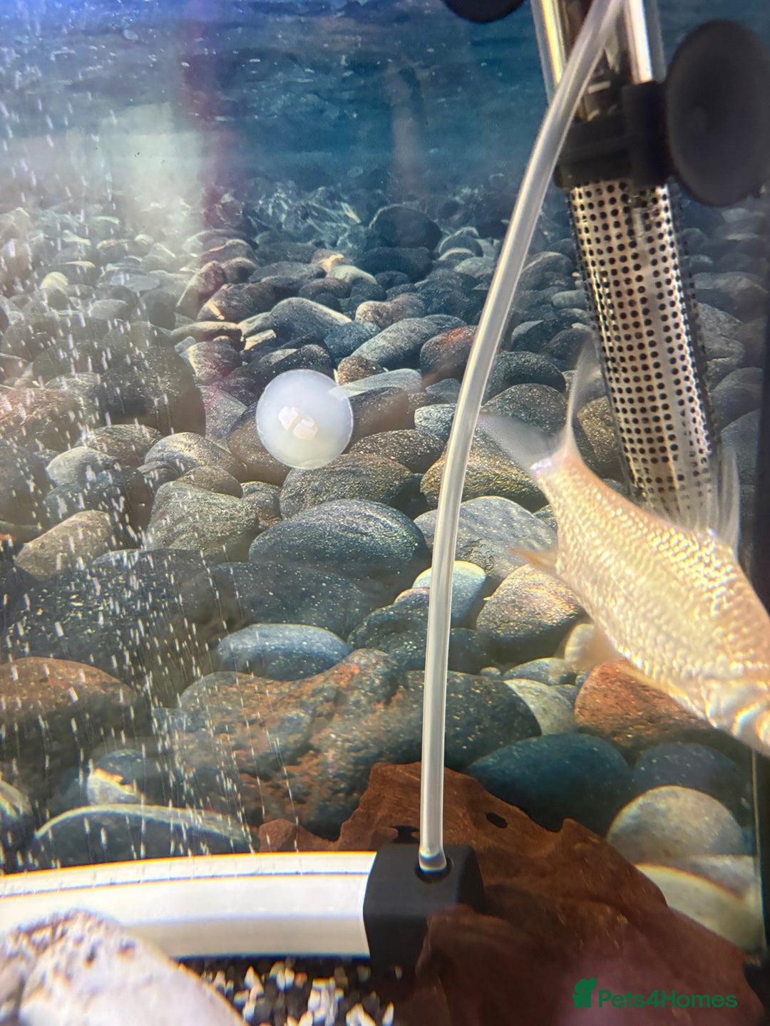 Cichlids fish for sale: Mix of Tropical Fish with Tank  - Advert 11