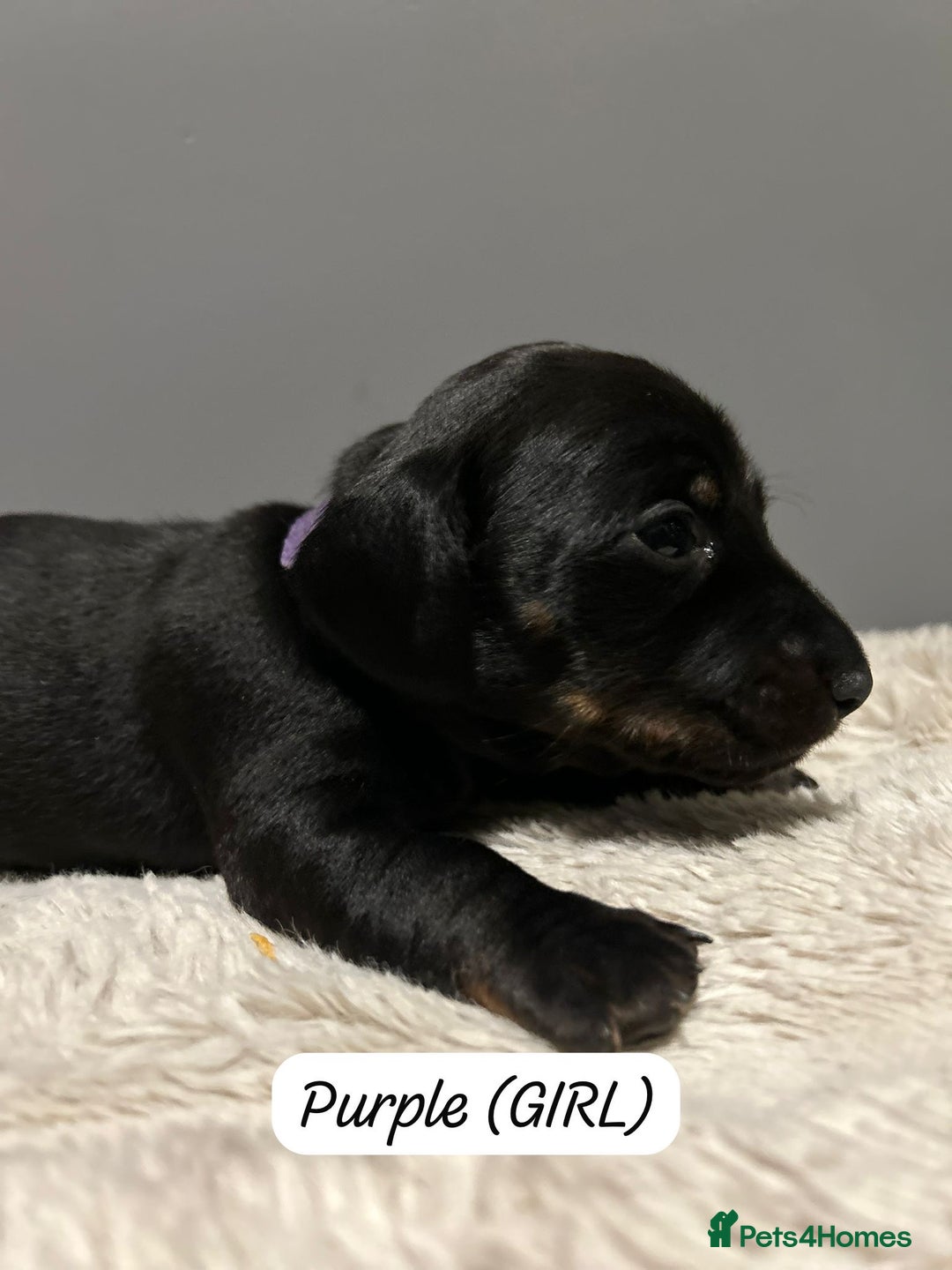 Miniature Dachshund dogs for sale: Miniature dachshund  - Advert 8