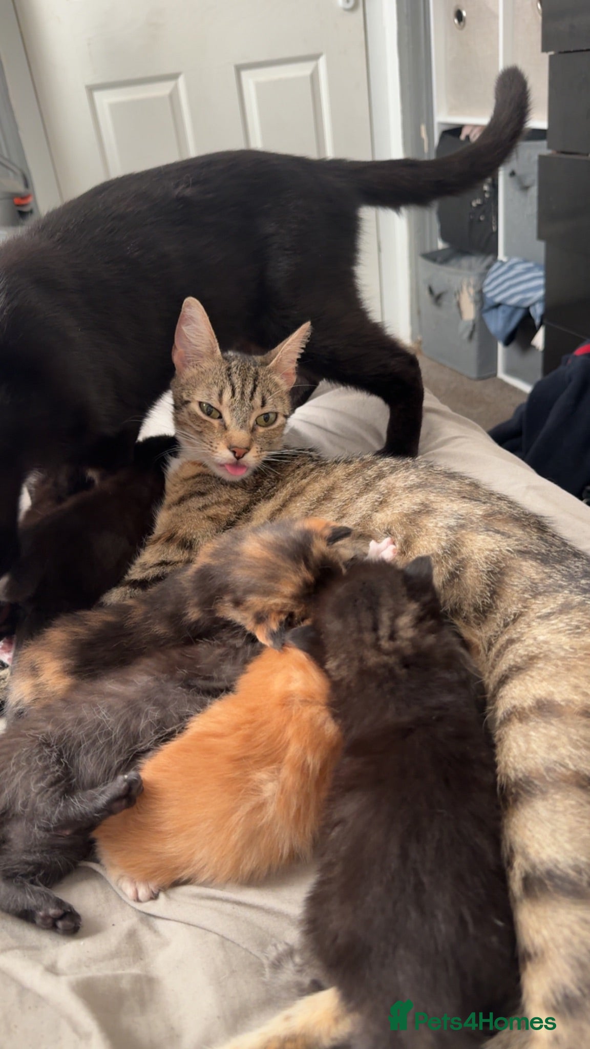 Bengal cats Kittens  - Advert 1