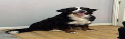 Bernese Mountain Dog dogs for sale: Stunning Pedigree Bernese Mountain Puppies - Advert 5