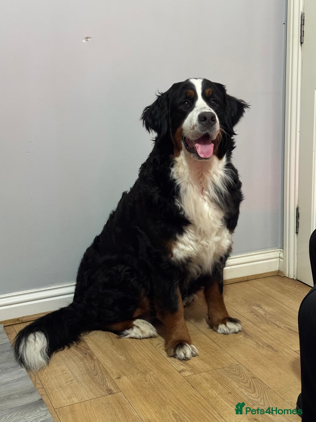 Bernese Mountain Dog dogs for sale: Stunning Pedigree Bernese Mountain Puppies - Advert 5