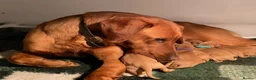 Labrador Retriever dogs for sale: EXCEPTIONALLY WELL BRED FOX RED LABRADOR PUPPIES  - Advert 18