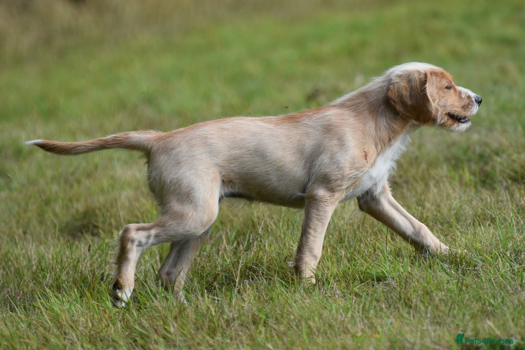 Labradoodle dogs for sale: PennyPink and Wesley  - Image 5