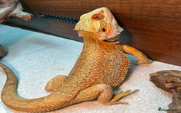 Bearded Dragon reptiles for sale: Hypo dunner blue male bearded dragon - Image 3