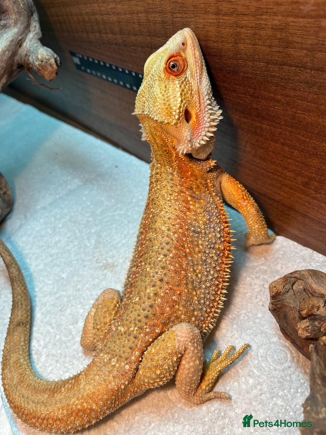 Bearded Dragon reptiles for sale: Hypo dunner blue male bearded dragon - Image 3