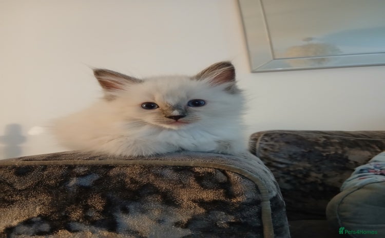 Ragdoll cats - Advert 1