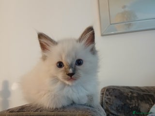 Ragdoll cats - Advert 28